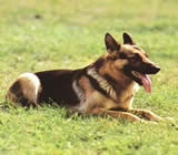 Adestramento de cães em Lorena